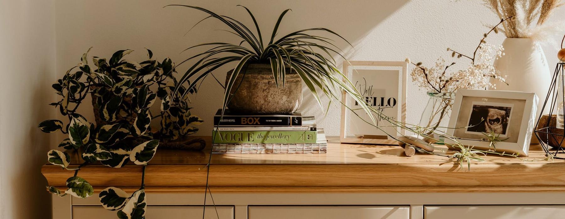 bureau top decorated with potted plants, books and framed pictures